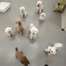 강아지유치원왕왕 이미지