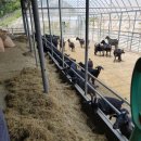 흑염소농장 이미지