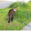 법수치통나무산장 이미지