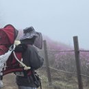 마켓진달래 | 아기랑 첫 등산 성공! 고려산 진달래축제 현실 후기 (+주차 꿀팁)