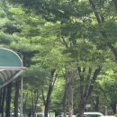 [청주 뷰티] 청주 개신동 속눈썹펌 “미미뷰티” 후기