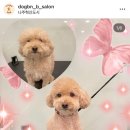 도그비앤비 네이버블로그
