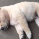 똥강아지 이미지