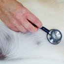 티앤디 동물병원 이미지