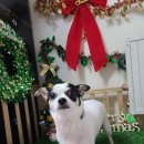 쪼쪼애견 이미지