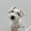 댕그리몽 이미지