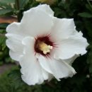 다:花