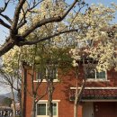 하당어린이공원 | 서울 갈만한 곳 용산공원 목련 포토존 다녀온 후기(오늘 방문 실시간)