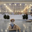 평창한우마을 면온점 이미지