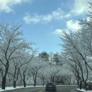 펫 치즈 클럽 | 홍천 소노펫 클럽앤리조트 | 30시간 스테이 패키지,반려견 동반 맛집,띵킹독,셀프 목욕 포미