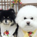 포동이 펫살롱 이미지