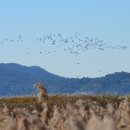 갈대정원 이미지