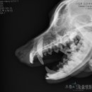 으뜸원동물병원 이미지