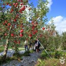 양산배내골사과축제 2018 이미지