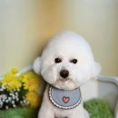 벨르시앙 이미지