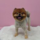 #the예쁘개 이미지