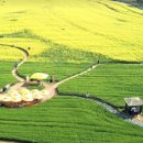 하전농장 | 2025 고창 청보리밭 축제 완벽 가이드. [고창학원농장]