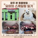 전남낙협동물병원 | 광주 서구, 내돈내산 강아지 포메라니안 스케일링 재방문 후기[광주본동물병원]