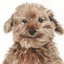 내강아지 이미지