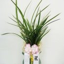 오시게로 이미지