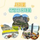 (주)광해 | 제주도 산방산 유채꽃 명소 실시간 제주 소색채본 주차 근처 맛집 광해 후기