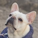 도그데이즈 이미지