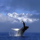 고래농장 이미지