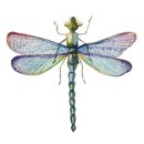 watercolor dragonflies set 이미지