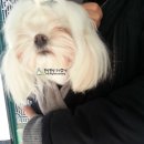 펫시스터즈 이미지