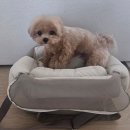 리카