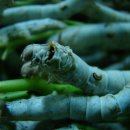 오돌개마을 이미지