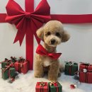 신월동032 | 부천애견미용 잘하는 곳! 마루의 스포팅+테디베어 미용 후기