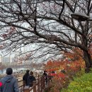 하나은행 문래동지점 사거리 | 안양천 단풍길 마라톤 하프후기 :: PB 달성과 함께 시즌 마무리!