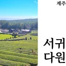 양지다실 - 세종특별자치시 금남면 | [제주]서귀다원 서귀포 녹차밭 차명소 운영시간 입장료 차종류 차가격 후기