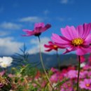 금천초교 병설유치원 이미지