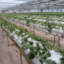 군위농장 이미지