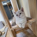 골든캣 골드브숏 골드먼치킨 평택전문점 이미지