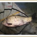 약산낚시터 이미지