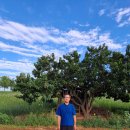 고창 학원농장 [메밀꽃] 이미지