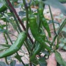 진량농약 이미지