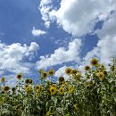 해바라기 이미지