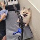 다시사랑받개 이미지