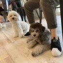 하오쿠 | 송정 애견카페 하오쿠, 대형견 놀이터