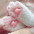 고양이 발바닥 이미지