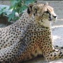 다독다독애견카페 이미지