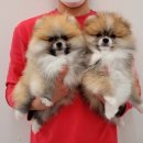 뭉치켄넬 이미지