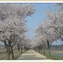 2018.04.05(목) 안동호수 둘래길 (벚꽃길2시간30분)-안동 하회마을의 봄꽃나들이여행 이미지