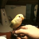 아롱다롱 이미지