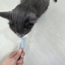 세븐 플러스 | 고양이영양제 닥터펠리스 세븐플러스 케어 내돈내산 급여후기