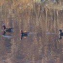 오리 날다 이미지